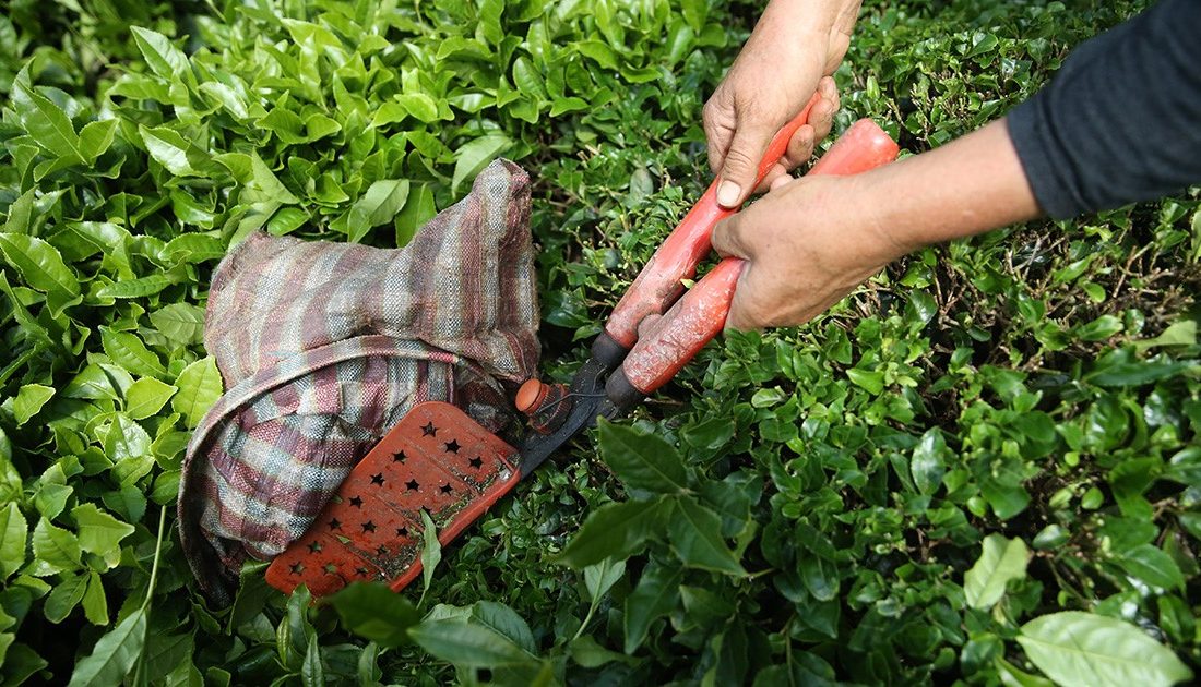 Türkiye'nin önemli tarımsal ürünlerinden çayın ihracatından bu yıl elde edilen