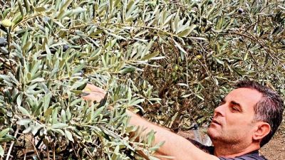 Kumlu Belediye Başkanı Mehmet Deli, ilçede zeytin hasadının başladığını duyurdu.