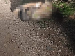 Gözaltına alınan şüphelinin cinayet itirafı üzerine yapılan aramada, kadının cansız