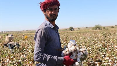 Çukobirlik geçen yıl kilosu 21 Tl olan pamuk alım fiyatını