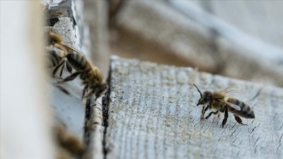 Alanın uzmanları, iklim değişikliği başta olmak üzere çeşitli faktörlere bağlı