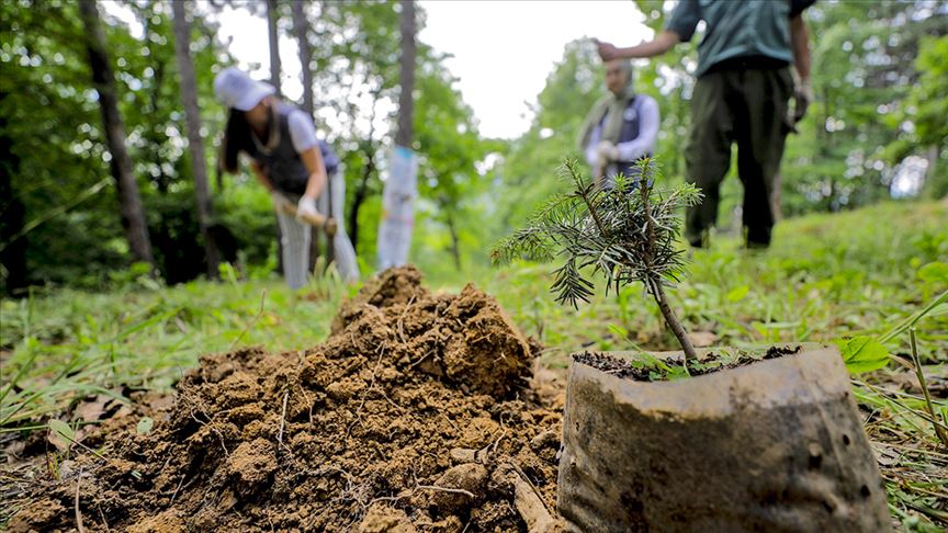 Tema Vakfı müdahale etti ağaçlar Hatay’da dikilecek