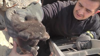 2 minik köpek  yavrusunu itfaiye kurtarıldı. İskenderun ilçesinde iki mini