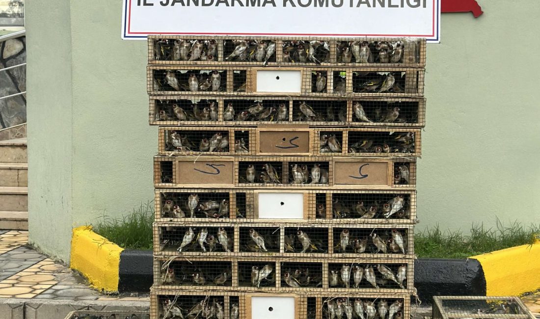 Hatay‘ın Hassa ilçesinde otomobilinde 4 bin saka kuşu ele geçirilen