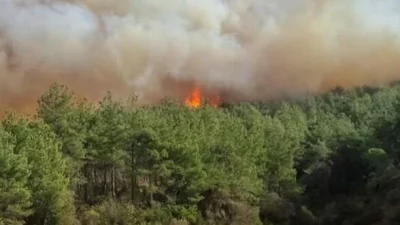 Çanakkale’nin Gelibolu ilçesinde ormanlık alanda çıkan yangın kuvvetli rüzgarın etkisiyle