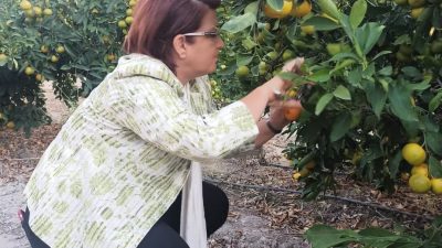 Bir önceki dönem Hatay milletvekili Suzan Şahin, narenciyenin merkezi Hatay-Dörtyol’dan