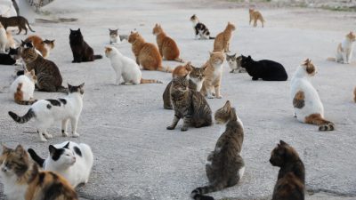Kısa adı HAYKADER olan Hayvan Yaşamına Katkı ve Koruma Derneği