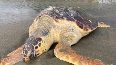 Hatay’ın Samandağ ilçesinde sahile vurmuş ölü caretta caretta bulundu. Çevlik