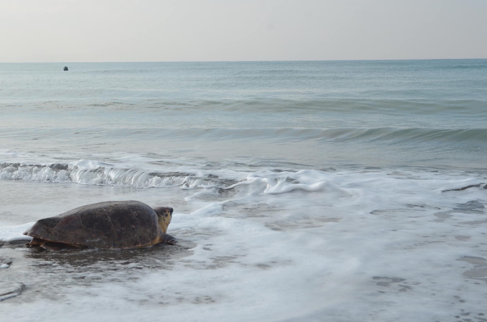 MKÜ’de can buldu Caretta Caretta özgürlüğüne kavuştu