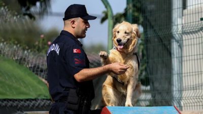 Antalya İl Jandarma Komutanlığının yangın tespit köpeği “Şans”, ormanlar başta