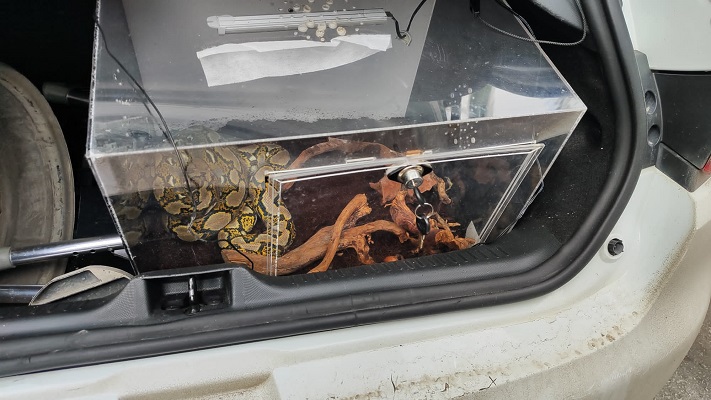 Antalya’nın Kepez ilçesinde, uygulama noktasında durdurulan otomobilin bagajında piton bulundu.