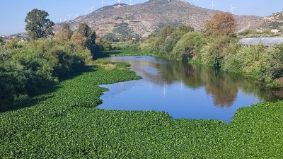 Hatay’ın simgelerinden biri olan Asi Nehrinin üzerini su sümbülleri kapladı.
