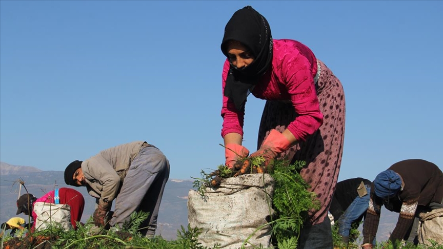 Kırıkhan Havucu 5 TL’den yola çıkıyor