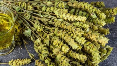 Adaçayı, aslında dünya mutfaklarında çokça kullanılan aromatik bir bitkidir. Nane