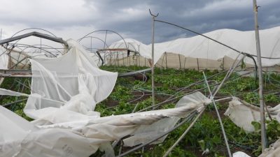Hatay’ın Samandağ ilçesinde çıkan hortum seraları yerle bir etti, ağaçları