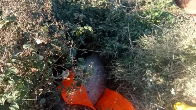 Hatay'ın Payas ilçesinde bir eşek çukura düştü. Vatandaşın ihbarı üzerine