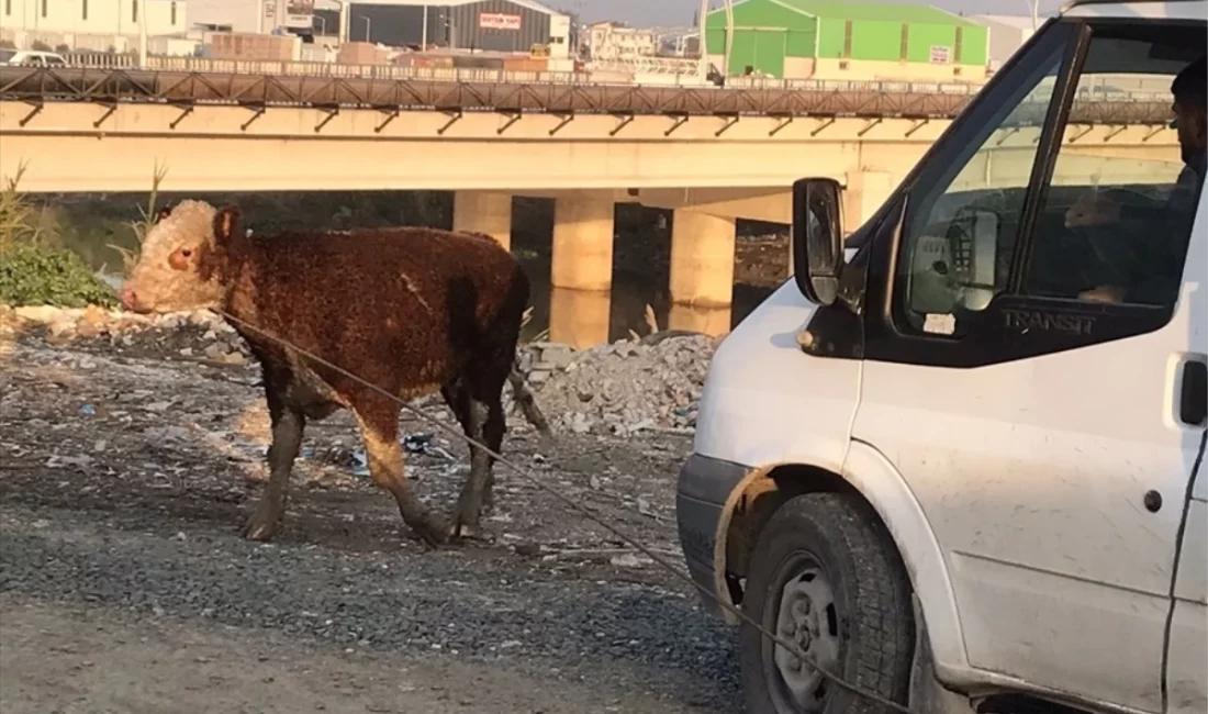 Antakya’da Asi Nehri’ne düşen