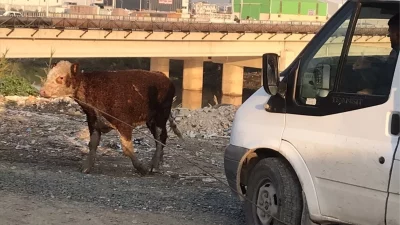 Antakya’da Asi Nehri’ne düşen büyükbaş hayvan itfaiye ekiplerince kurtarıldıHatay’ın merkez