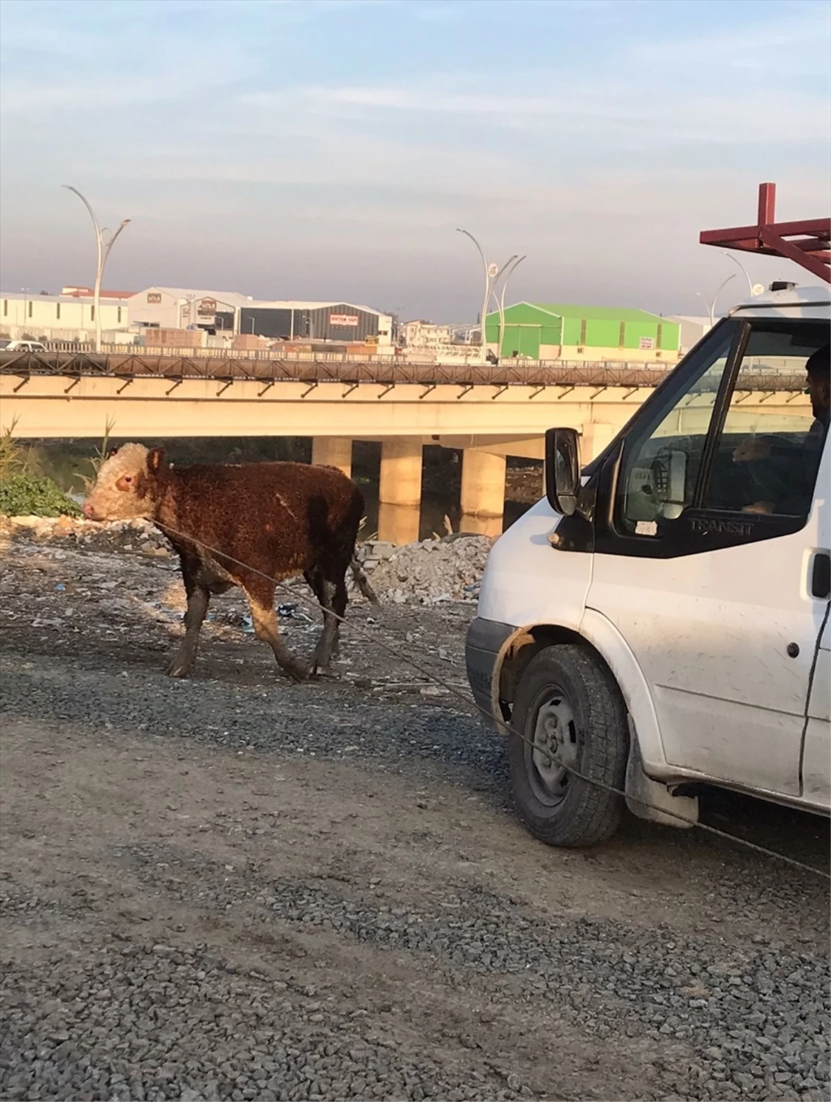 Asi nehrine düşen büyükbaş kurtarıldı