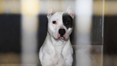 Hatay’ın Belen ilçesine bağlı Soğukoluk mahallesinde sabah saatlerinde köpek dehşeti