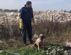 Hatay’ın merkez Antakya ilçesinde kuyuya düşen sahipsiz köpek, itfaiye ekiplerince