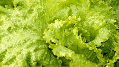 Marul, dünya çapında yaygın olarak tüketilen ve sağlığa birçok faydası olan