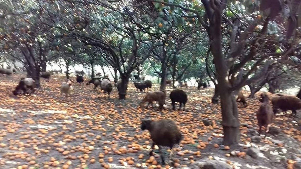 Maliyeti karşılayamayan narinceyi dalında