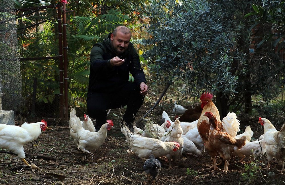 Hatay'da 50'den fazla tavuğu