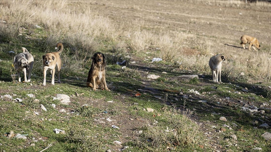 Veteriner hekimler sahipsiz hayvanlar sorununu masaya yatırdı