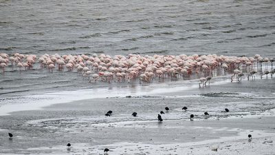 Her yıl göç yolculukları sırasında Van Gölü Havzası’ndaki sulak alanları