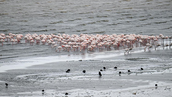 Her yıl göç yolculukları sırasında Van Gölü Havzası’ndaki sulak alanları