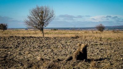 Çukurca Beldesi Ilıcaksu Mahallesi Atlar Çayırı mevkiinde, yaralı bir ayı