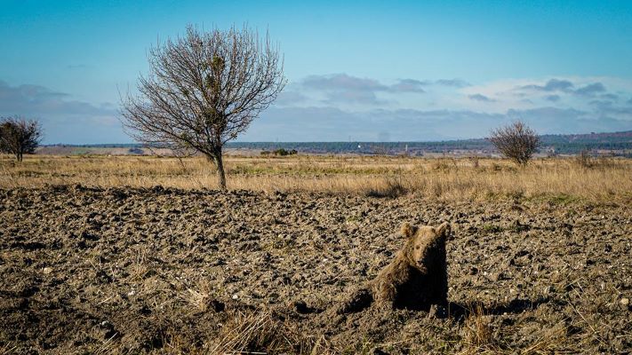 Çukurca Beldesi Ilıcaksu Mahallesi Atlar Çayırı mevkiinde, yaralı bir ayı