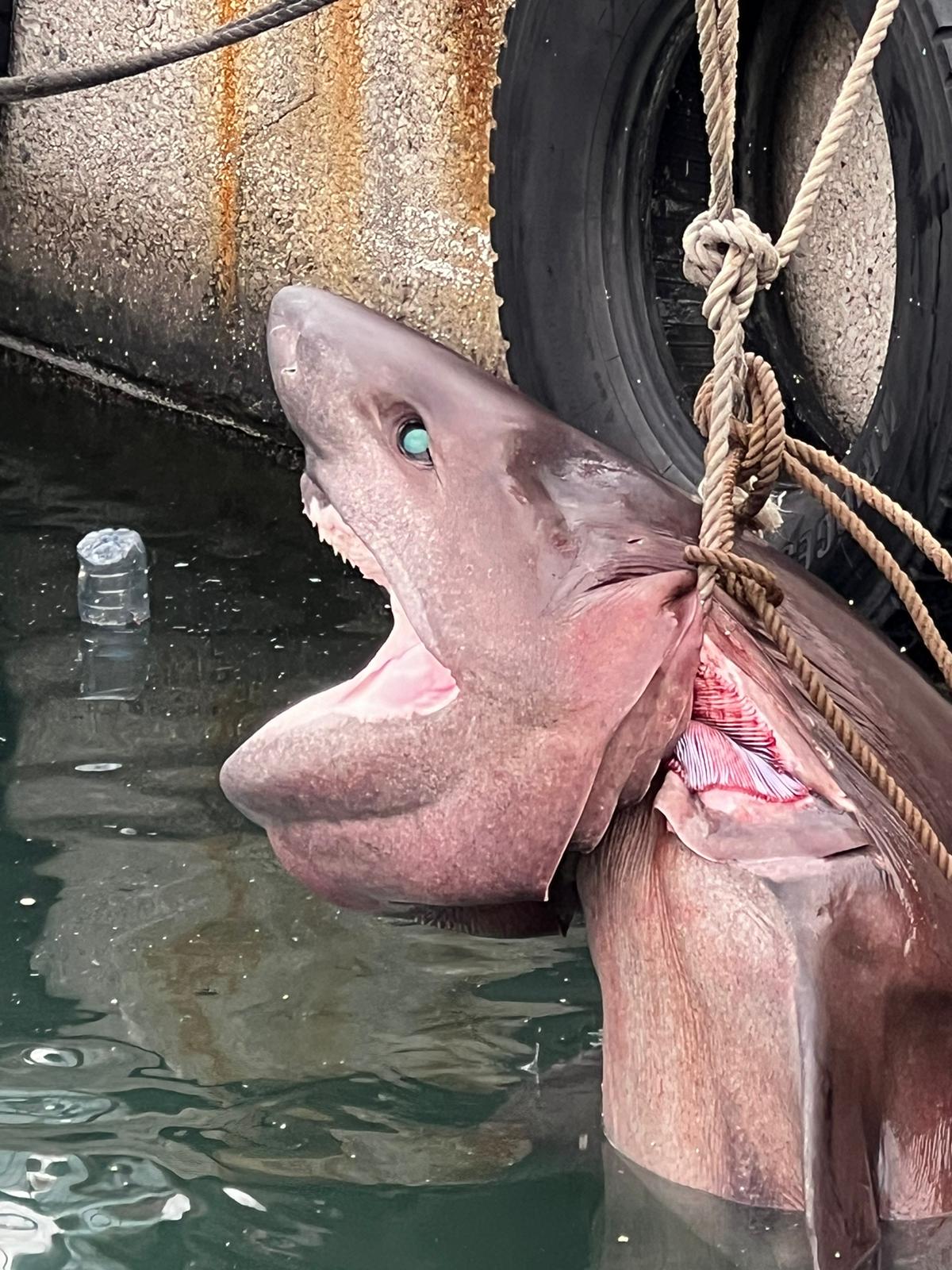 Mersin’de pembe köpek balığı kıyıya vurdu