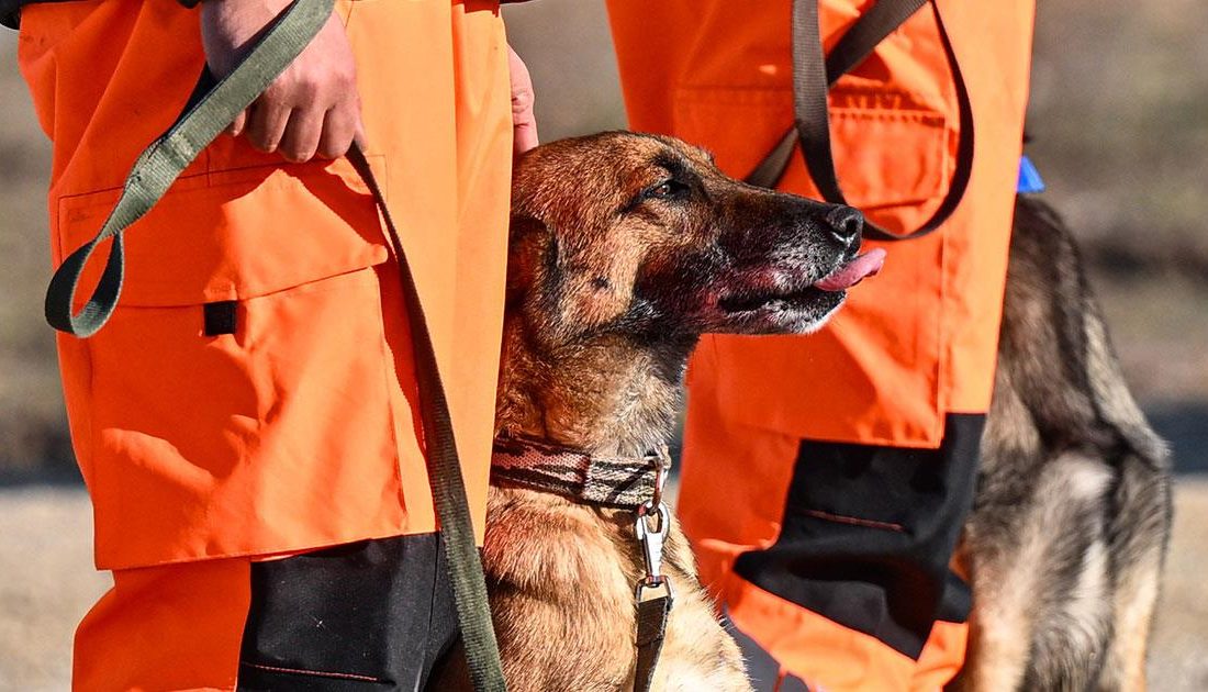 Taburdaki arama kurtarma köpekleri,