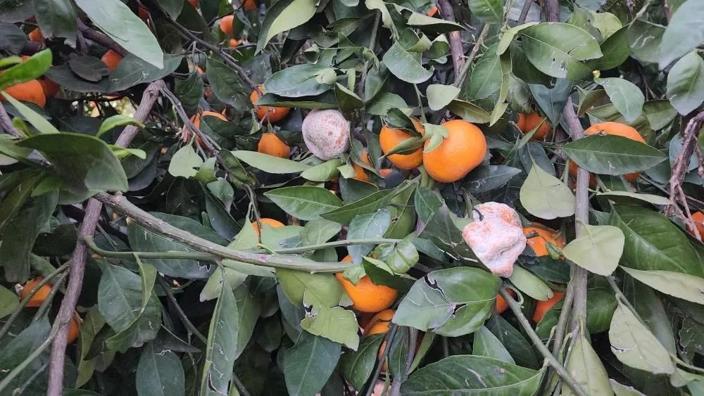 Hatay’da mandalinanın gözyaşları