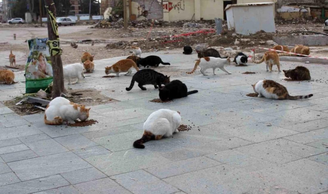 Hatay’ın deprem felaketi sonrasında