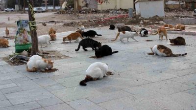 Hatay’ın deprem felaketi sonrasında enkaza dönen Antakya ilçesinde, sokak hayvanlarına