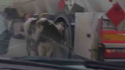 Hatay’ın Erzin ilçesinde otoyola çıkan buzağıyı yakalamaya çalışan araç sürücülerinin