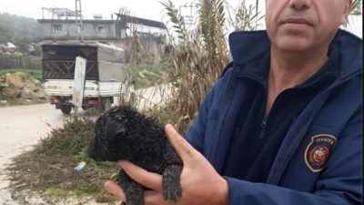 Hatay’ın Altınözü ilçesine bağlı Yenişehir Mahallesi’nde yaşanan olayda, dereye düşen