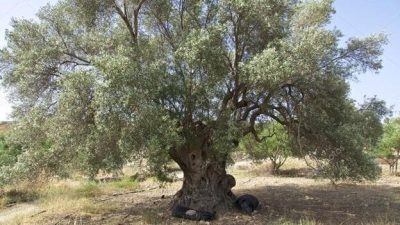 Hatay’da hayata geçirilmesi planlanan 42 kilometrelik otoyol projesi, çevresel felaketin