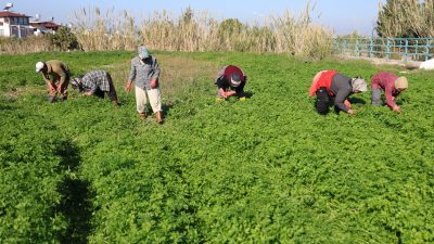 Hatay’ın depremle sarsılan İskenderun ilçesinde, maydanoz hasadı öncesinde işçiler, insanların