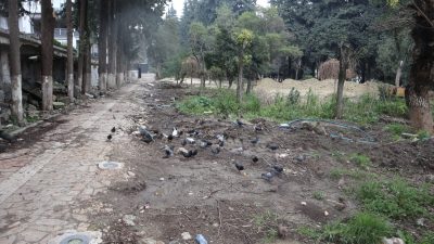 Hatay merkezde Atatürk Park’ında bulunan hayvanat bahçesindeki hayvanların akıbeti bilinmiyor.