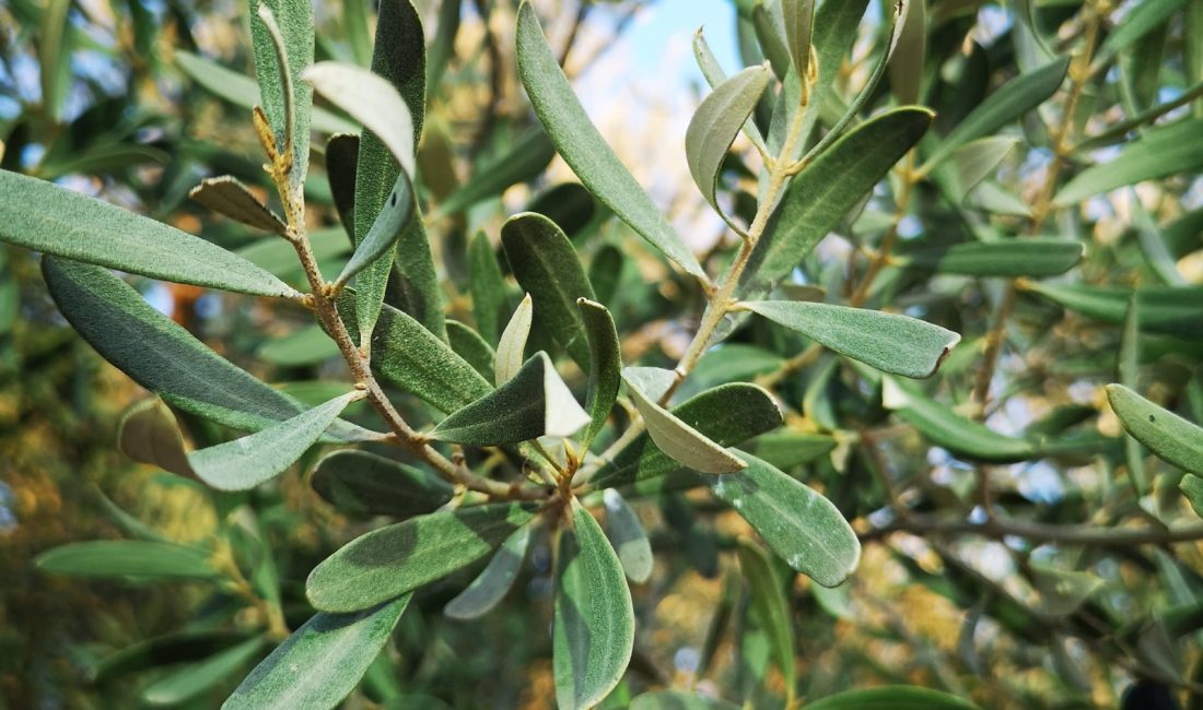 Zeytin yaprağı cilt hastalıklarından