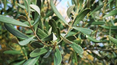 Zeytin yaprağı cilt hastalıklarından kansere kadar pek çok alanda kullanılabilir.