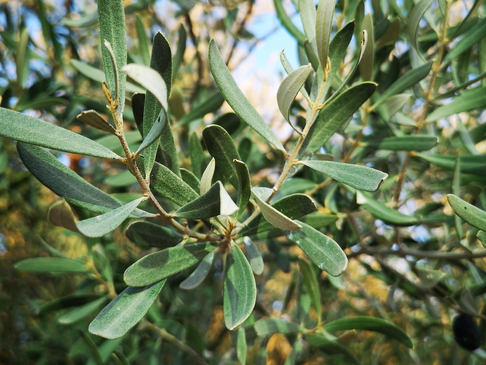 Zeytin yaprağının faydaları nelerdir?