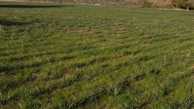 Mersin Büyükşehir Belediyesi, üreticiye verdiği desteklerle tarımda öncü olmaya devam