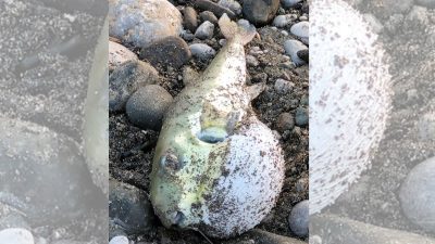 Hatay’ın İskenderun ilçesinde denizden tutulan balon balığını tüketen aynı aileden