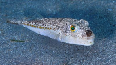 İskenderun’un Hatay ilçesinde bir aile, balon balığı tüketiminden kaynaklı zehirlenerek