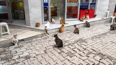 Haberin ayrıntısına gerek var mı? Fotoğraf her şeyi ne güzel